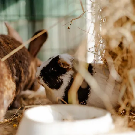 Appartement Inselhaus Eg Staberdorf