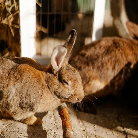 Apartman Inselhaus Eg *